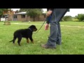 Dog training-Teaching a puppy to come and walk ...