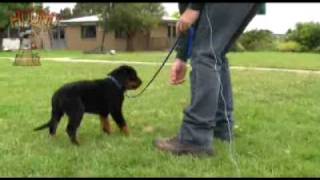 Dog training-Teaching a puppy to come and walk on lead www.sidneyaarons.com.au