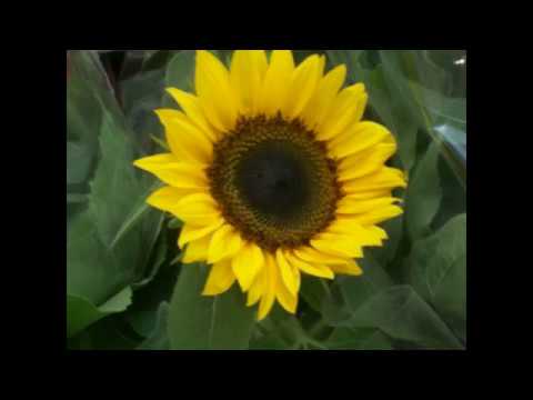 Flor abrindo para neida e fala