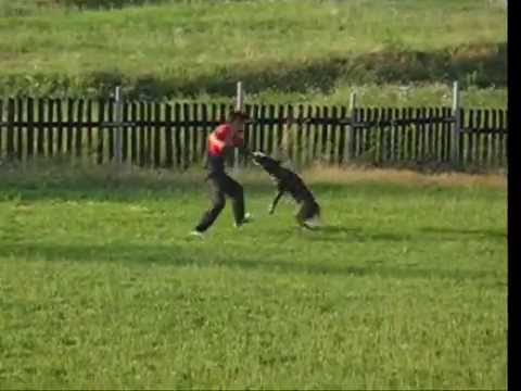 Aischa z Jukasu - defence - 27 months