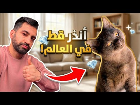 Habbat  abdelilah: غليتش احسن قط فالمغرب