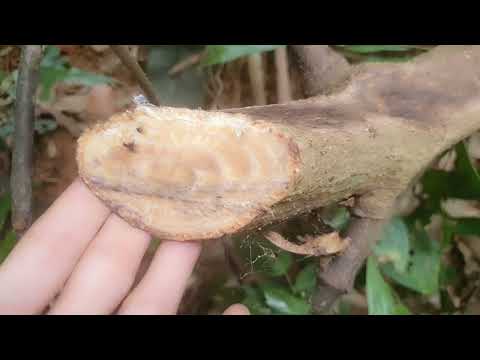 DÂY GẮM - TRỊ ĐAU NHỨC XƯƠNG KHỚP, PHONG THẤP, GOUT...Dược liệu quý gặp mang về ngay .