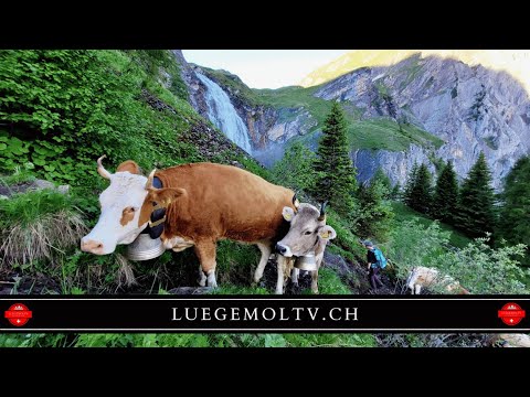 Alpaufzug zur Engstligenalp - Höhepunkte - LuegemolTV