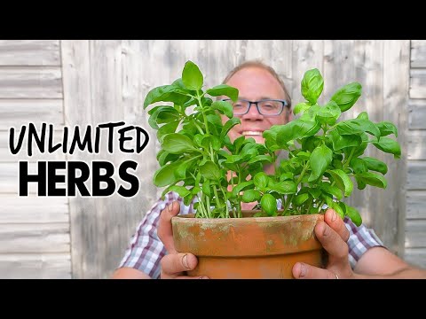 The Clever Way Smart Gardeners Stop Plants Dying