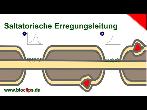 Saltatorische Erregungsleitung