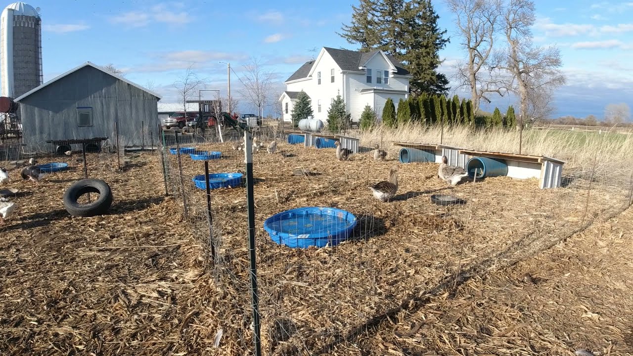 Setting up Waterfowl breeder pens.