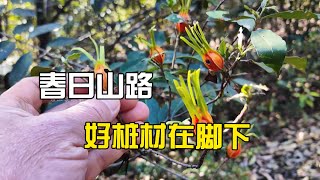 春天的山路边随可见的靓桩