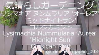 リシマキア 'オーレア', 'ミッドナイトサン', コルシカミントLysimachia Nummularia ‘Aurea’, 'Midnight Sun', and Corsican Mint