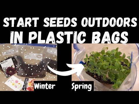 How To WINTER SOW in Ziploc/Plastic Bags: A Step-by-Step Guide ❄️
