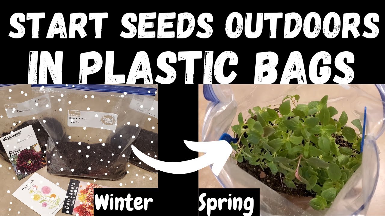 How To WINTER SOW in Ziploc/Plastic Bags: A Step-by-Step Guide ❄️