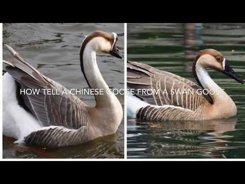 How To Tell A Swan Goose From A Chinese Goose