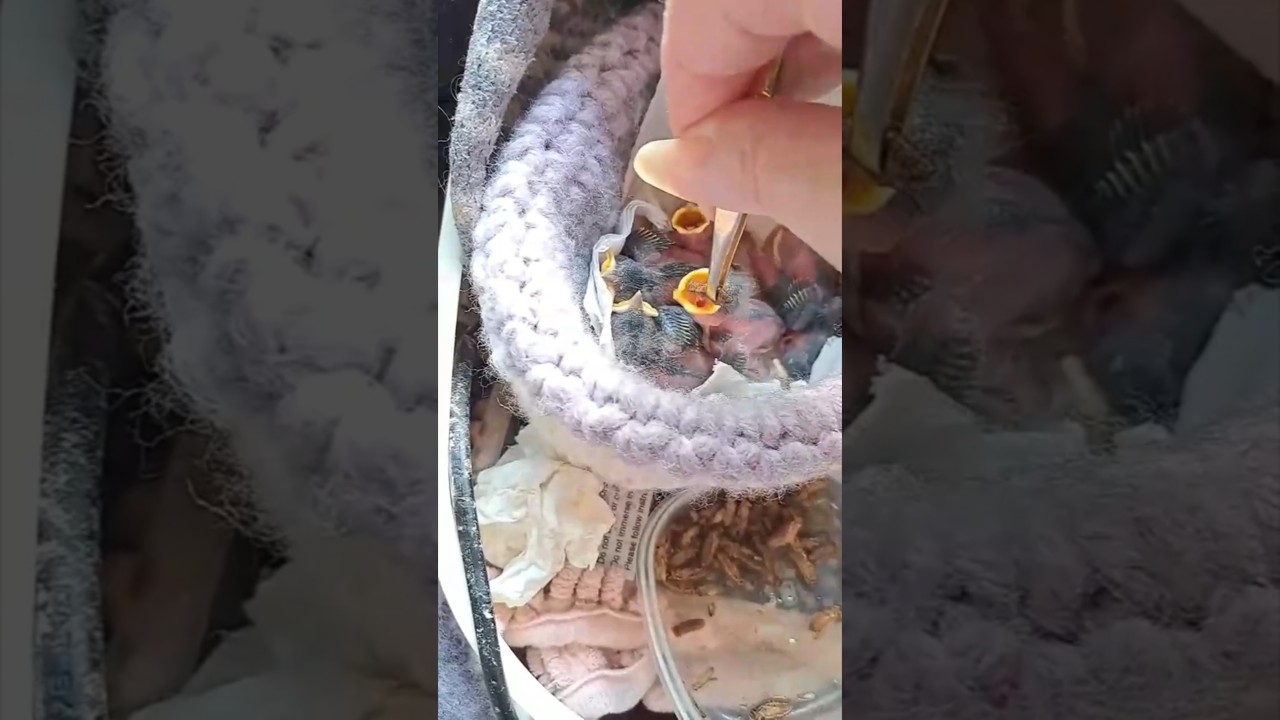 Handaufzucht von Radio Siegen - Kohlmeisen nach Tod der Mutter