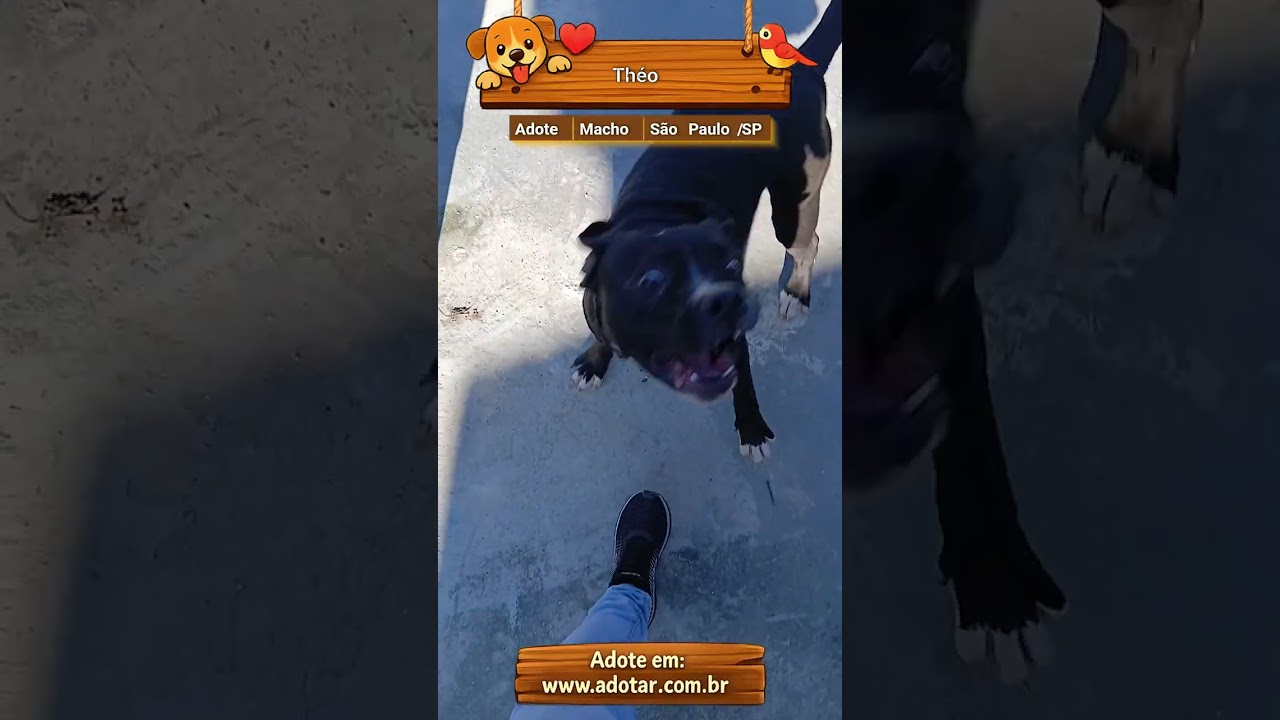 Cachorro raça Pit-Bull idade 7 a 11 meses nome Théo