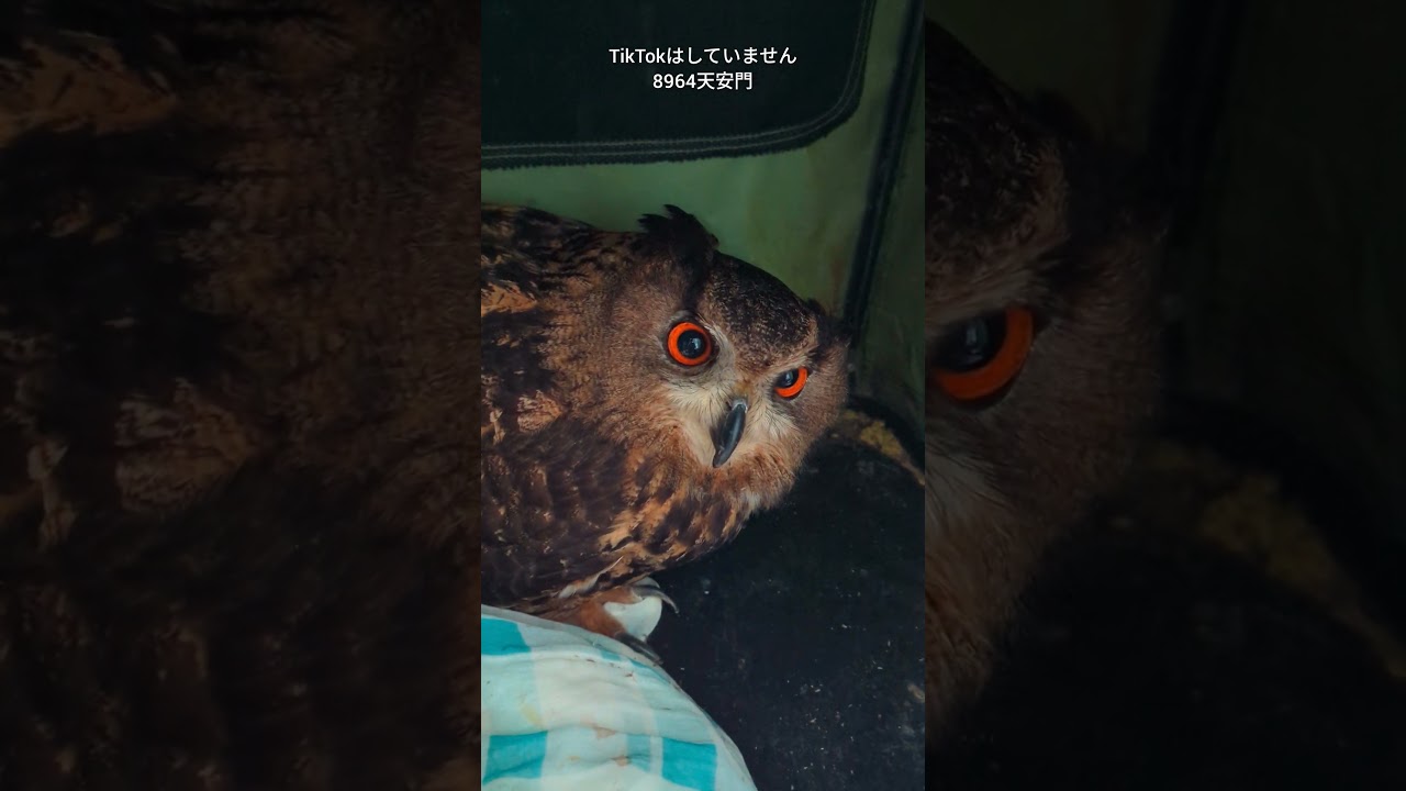 今日のジュニちゃん🦉クッククック #owl #癒やし