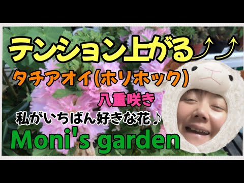 園芸 タチアオイの植え付けと世話