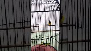 Download lagu SOGON MAYOR‼️NEMBAK MATERI BELALANG EMAS PANJANG ✅✅ mp3