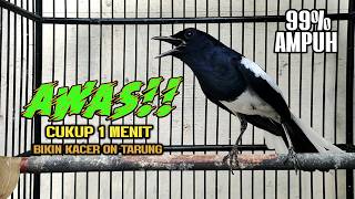 Download lagu SUARA PANCINGAN KACER TERBAIK BIKIN SEMUA KACER APAPUN LANGSUNG NYAUT AUTO GACOR mp3