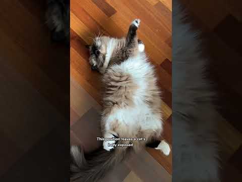 Why do cats sleep on their backs