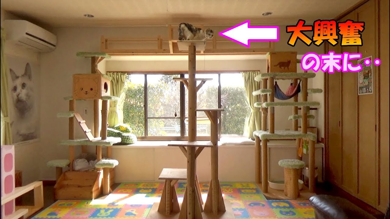 巨大タワーに大興奮な猫、ついにリミッターが外れ暴走する‥　Funny cat behavior