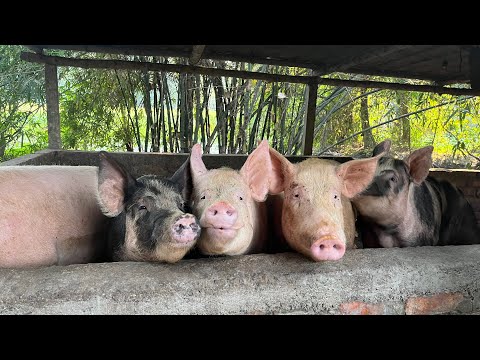 AWESOME Mother Pig & Her Piglets 🐖💖 | Beautiful Farm Animal Story | Must-See Video