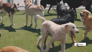PetSuites of America