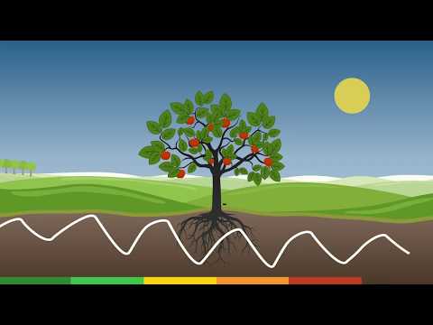 Phytech explained. Learn how Phytech works and how it changes growers' lives logo