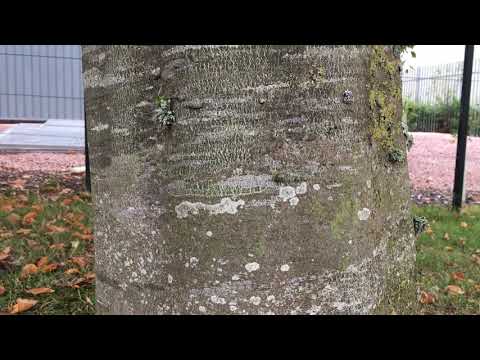 Common Beech - trunk close up - September 2018