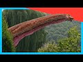 The Hunt For The BIGGEST Dinosaur Dino Adventures For Kids DinoKids