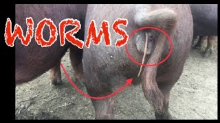 How to treat worms in your pig herd.