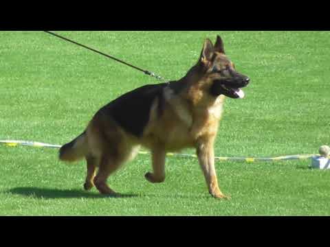 SG1 RENO von Angelius Team (NERO v. Ghattas , NERA II du Val d'Anzin)