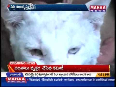 Family Praising Pet Cat In Kurnool -Mahaanews