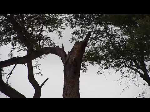 Djuma: Sights and sounds - 08:46 - 12/31/19