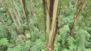 Matt from Parks Victoria takes you on a visual and informational tour of Dandenong Ranges National Park.