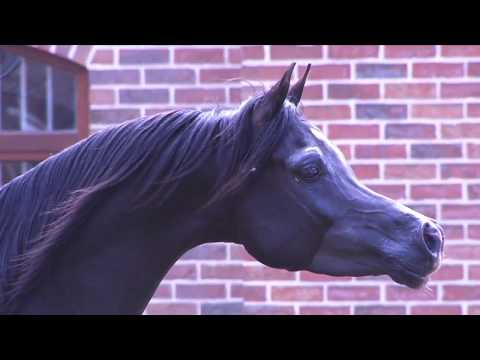 Magic Magnifique faces the world