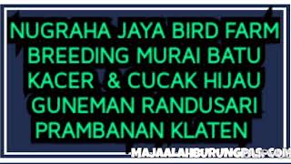 Download lagu NUGRAHA JAYA Bf KLATEN SUKSES BREEDING MURAI mp3 Download lagu NUGRAHA JAYA Bf KLATEN SUKSES BREEDING MURAI mp3