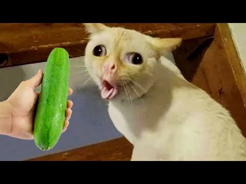 Essayer de ne pas rire meilleurs chiens et chats drôles partie 10