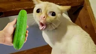 Essayer de ne pas rire meilleurs chiens et chats drôles partie 10