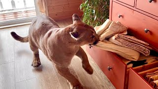 Месси учуял мышь в комоде! Охота началась!