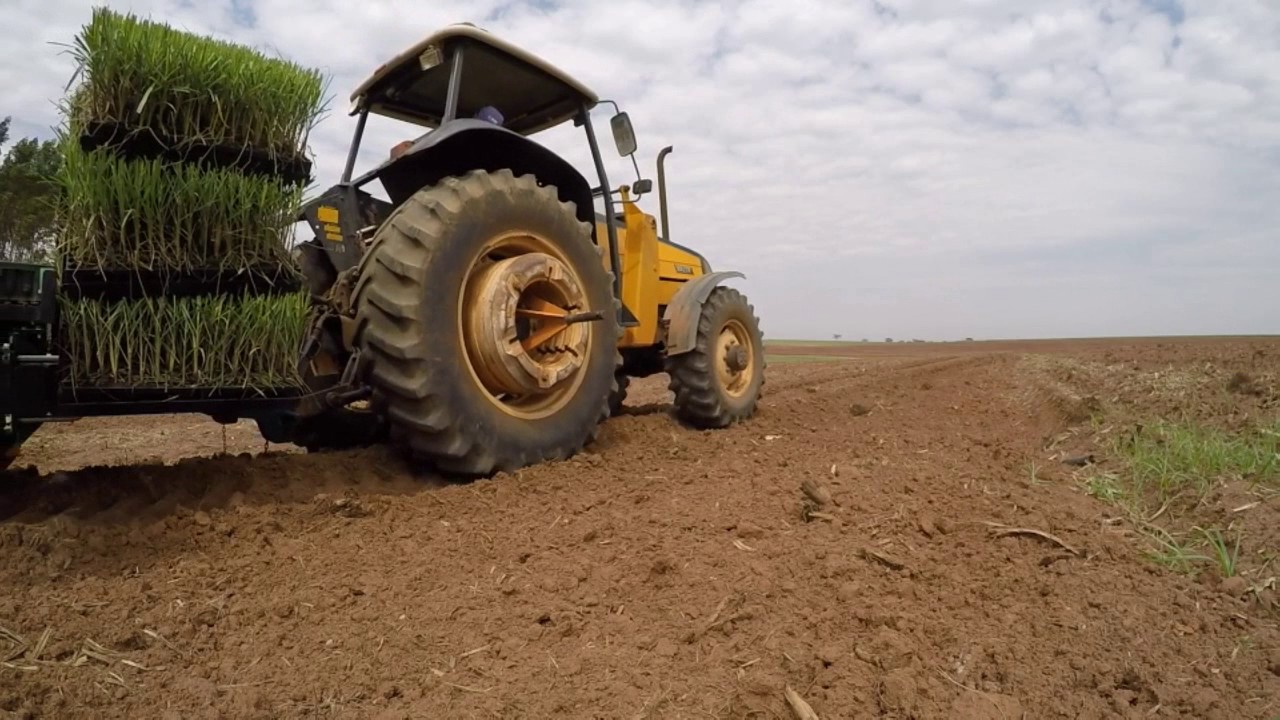 Plantio Cana-de-Açúcar MPB