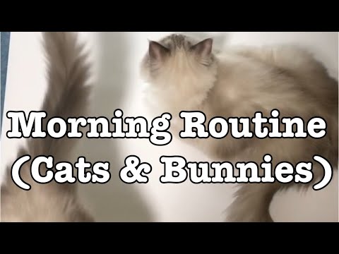 MORNING ROUTINE: How I spend my morning with ragdoll cats and bunnies♡