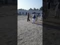 One Of Famous Oriental Horse Of Daisan Da Raja Pakistan Owner Syed Faisal SALEH Hayat