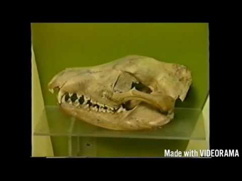 Thylacine (Tasmanian Tiger) Documentary