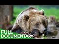 Wildlife Stories: Sleep or Die | Free Documentary Nature
