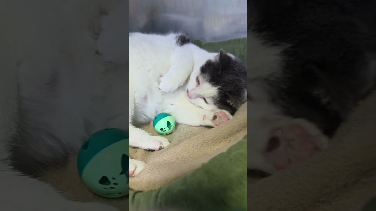 Enlarge Lilith, a ADOPTABLE Domestic Short Hair in Brookings, SD video 4/4