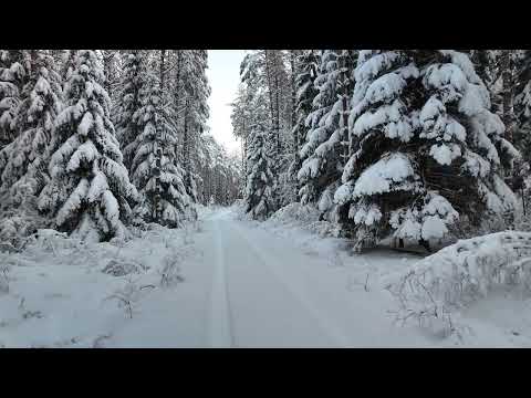 Puszcza Augustowska oferuje  surowy, a zarazem kojący krajobraz. #27