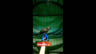 Download lagu Tledekan Bambu bali mp3