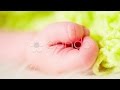 Close Up Of Baby S Hand Stock Footage