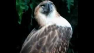 preview picture of video 'Save the Philippine Eagle'