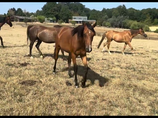 Veulen (vr) Welsh Partbred Te koop 2025 Donker bruin / bai ,  USANDRO TILIA DERLENN (WPB)