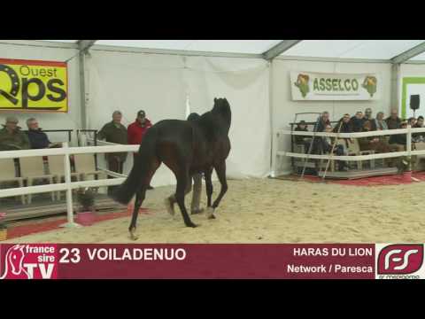 Lot 23 - Voiladenuo - Network / Paresca - HARAS DU LION - Salon des Etalons 2017 - Le Lion d'Angers